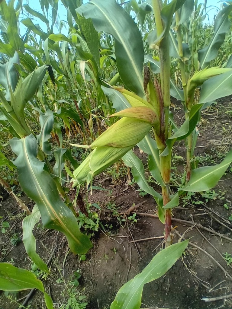 Maize